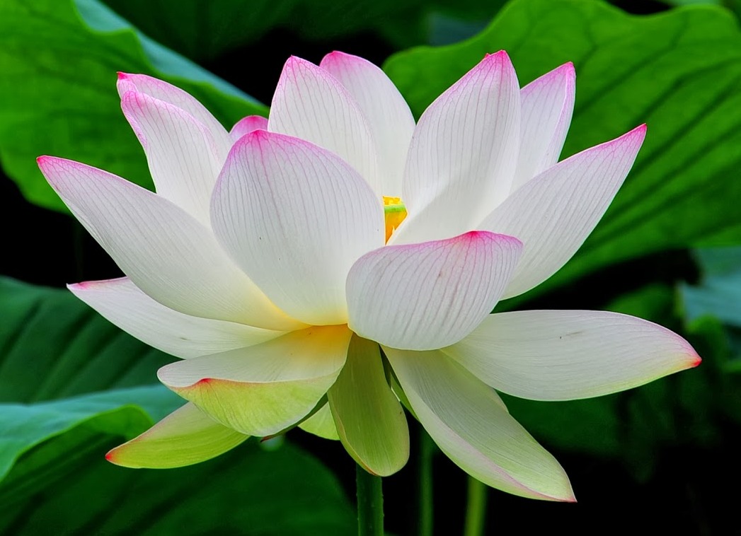 Golden Flower Abbey community gathering — White Lotus Society interfaith ordination