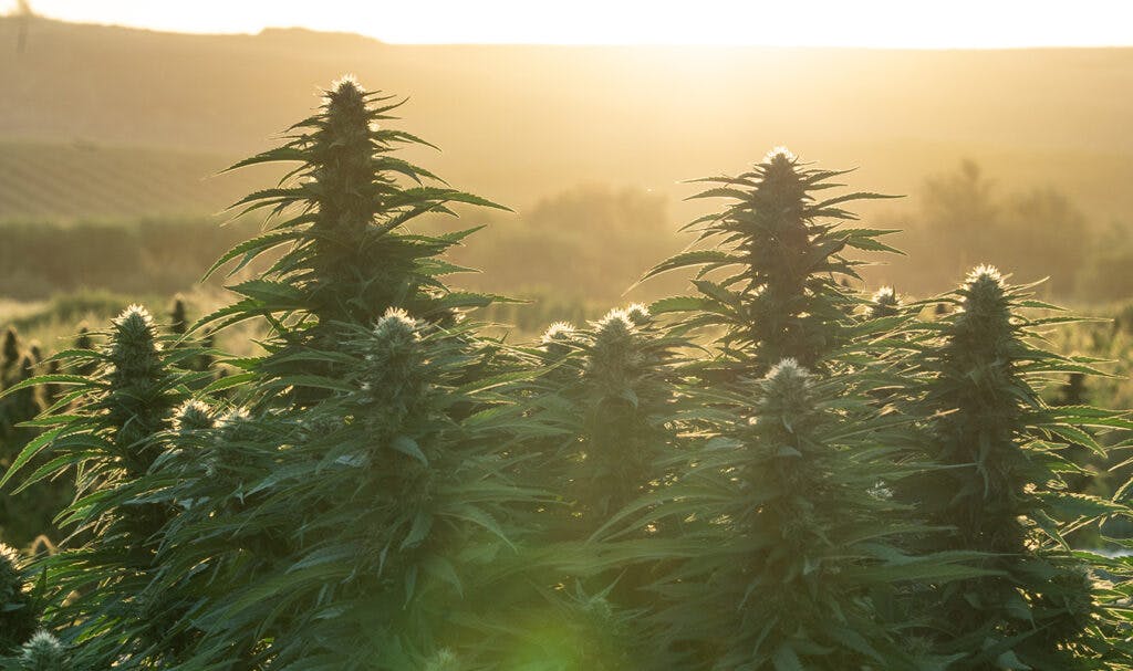 Cannabis plants glowing in golden sunrise light over an outdoor field