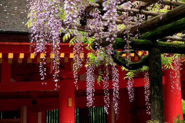 Wisteria blossoms hanging in front of a vermilion temple building