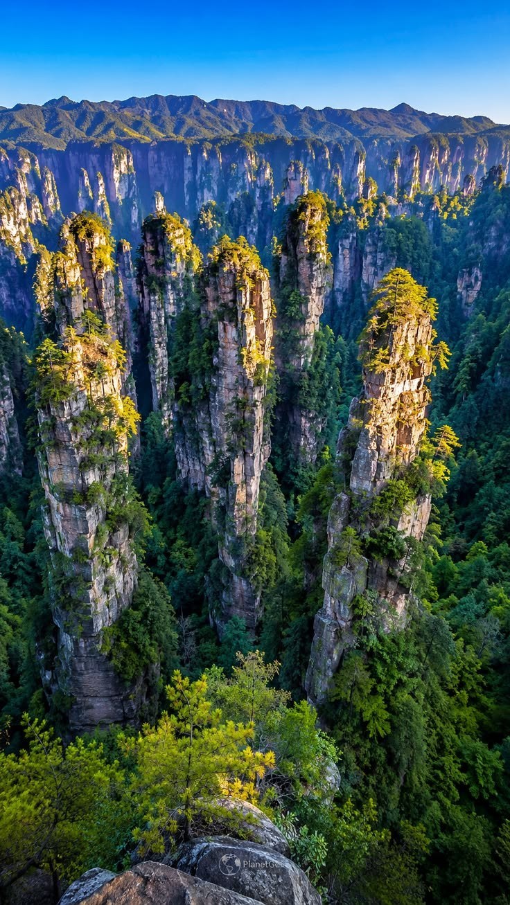 Towering forested sandstone pillars rising through mist above a mountain forest