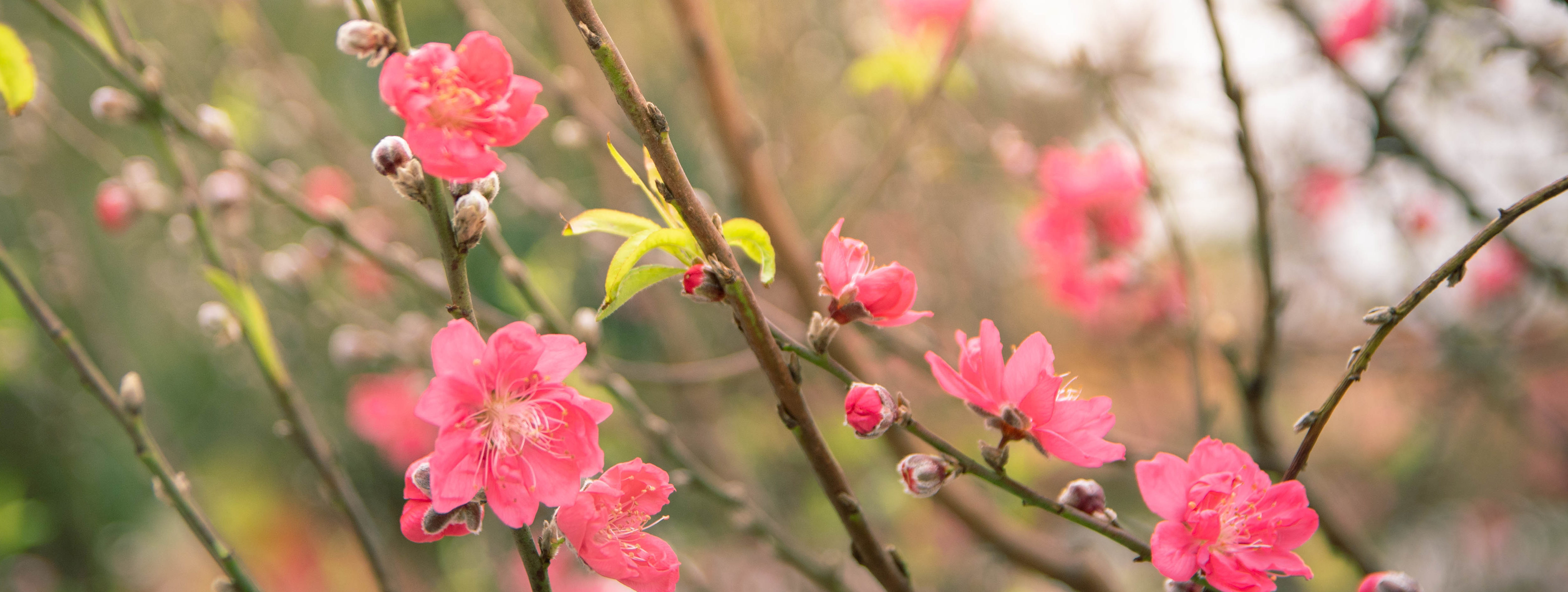 Golden Flower Abbey community gathering
